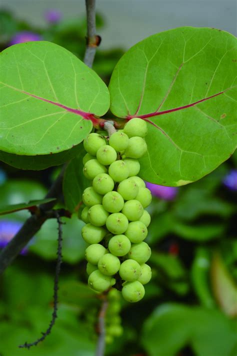 朱溫 海葡萄植物
